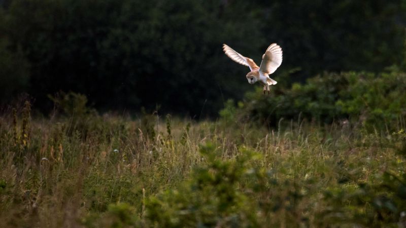 Barn Owl - Send, Surrey