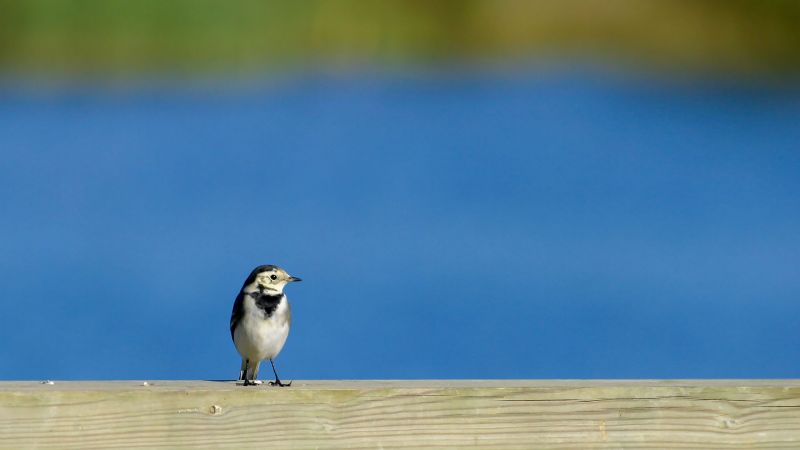 Pied Wagtail - Newdigate, Surrey