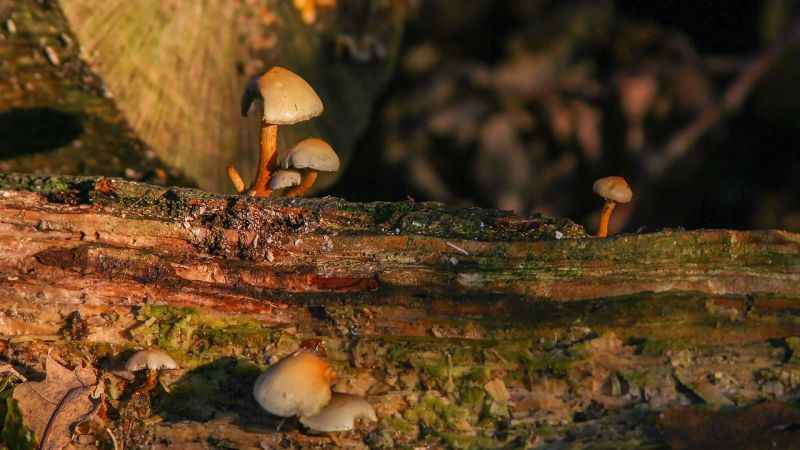 Mushrooms - Headley Heath