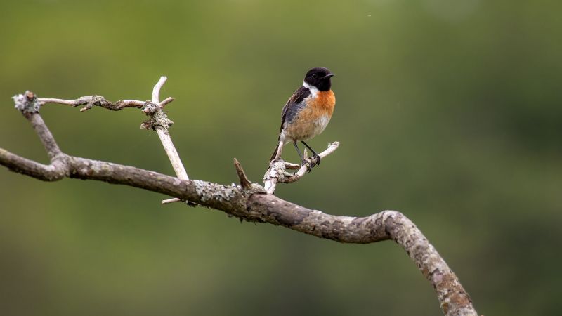 Stonechat - New Forest, Hampshire
