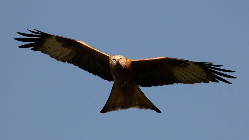 Red Kite - Rhayader, Wales
