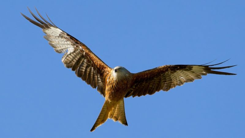 Red Kite, Surrey