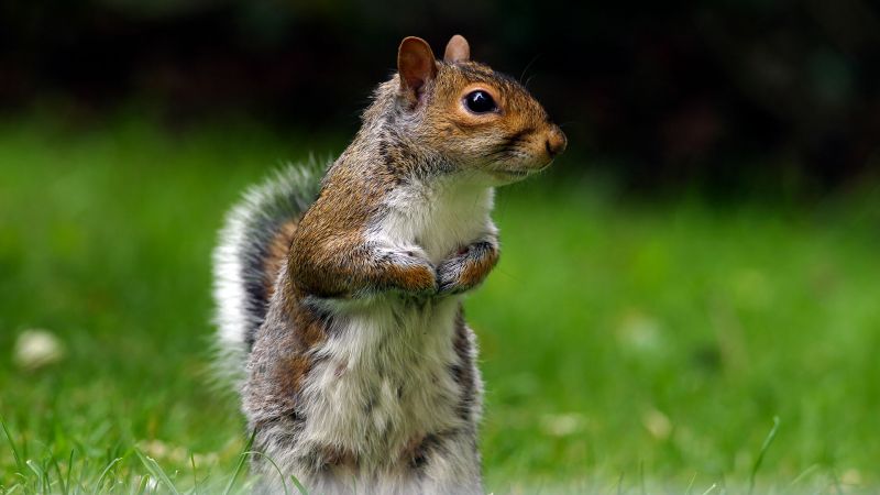 grey squirrel, Surrey Garden