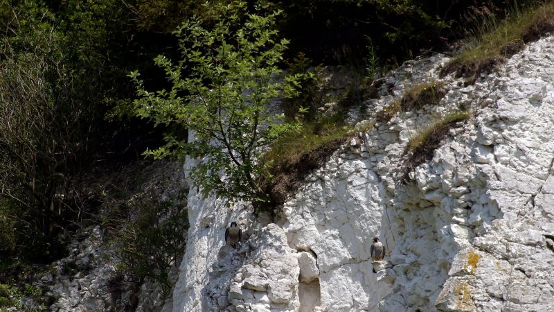 Peregrine Falcons, Surrey