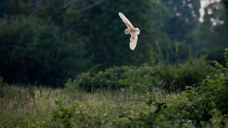 Barn Owl - Send, Surrey