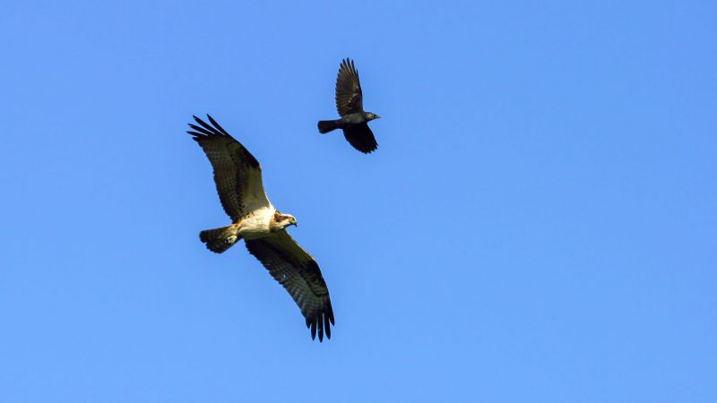 Osprey - Dorking, Surrey