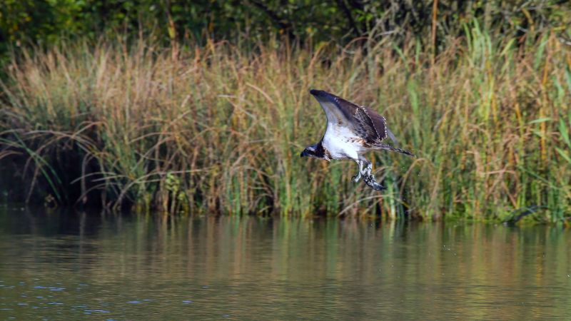 Osprey - Dorking, Surrey