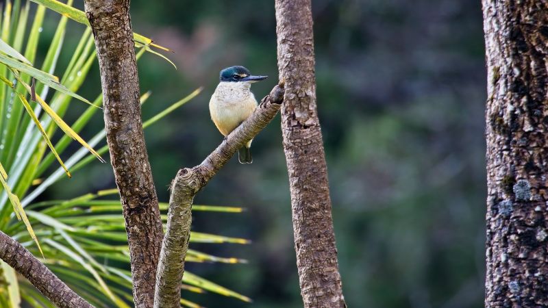 Sacred Kingfisher, NZ