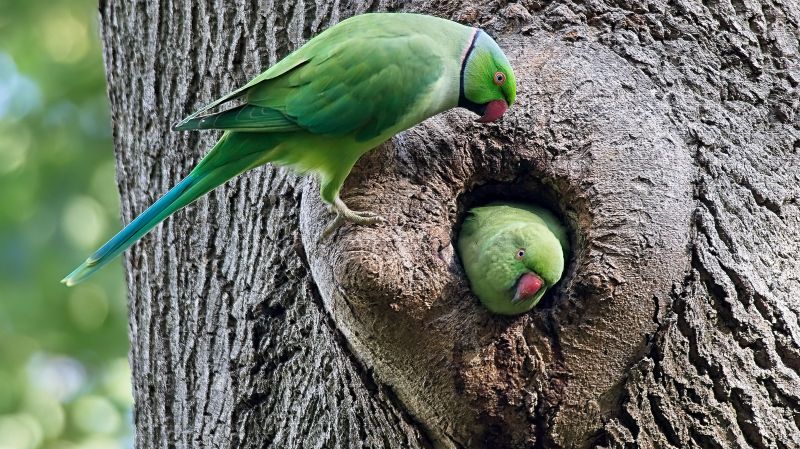 Parakeets in Bushy Park