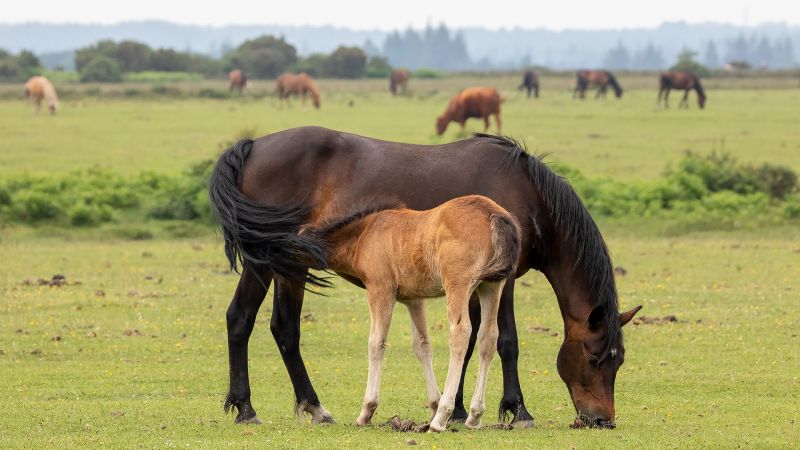 Mare and Foal - New Forest