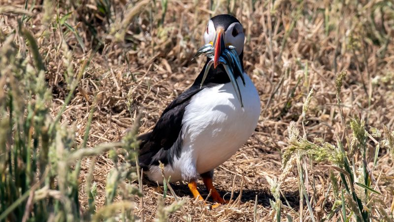 Puffin with Sand Eels - Skomer, Wales