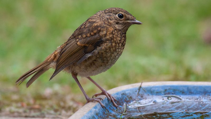 Robin (Juvenile) - Surrey Garden