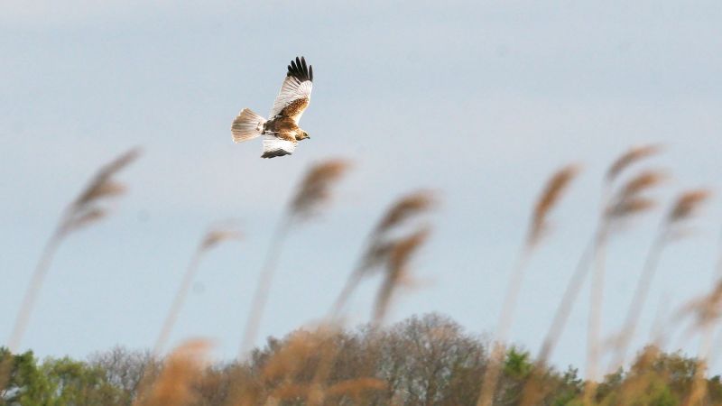 Marsh Harrier - Norfolk