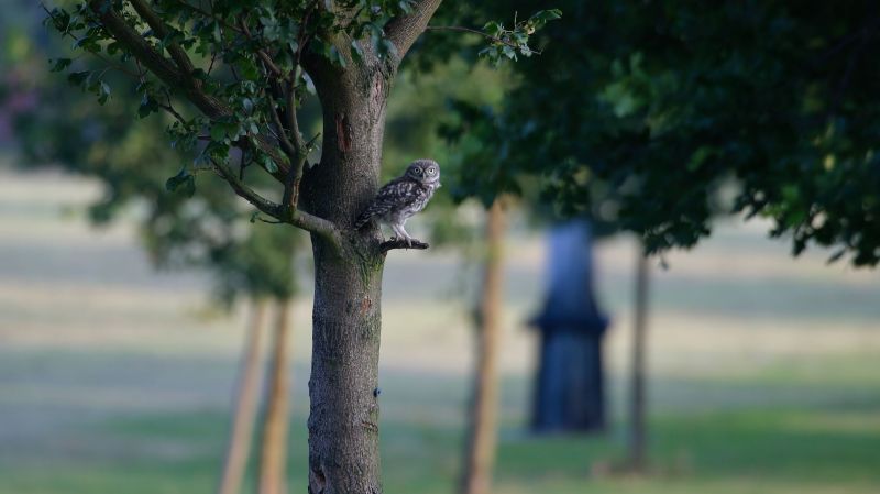 Little Owl - Morden Park