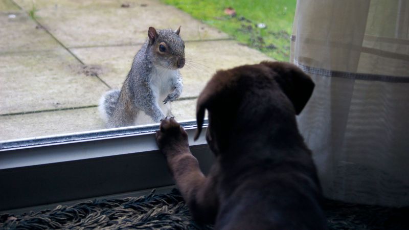 Max meets the Squirrel